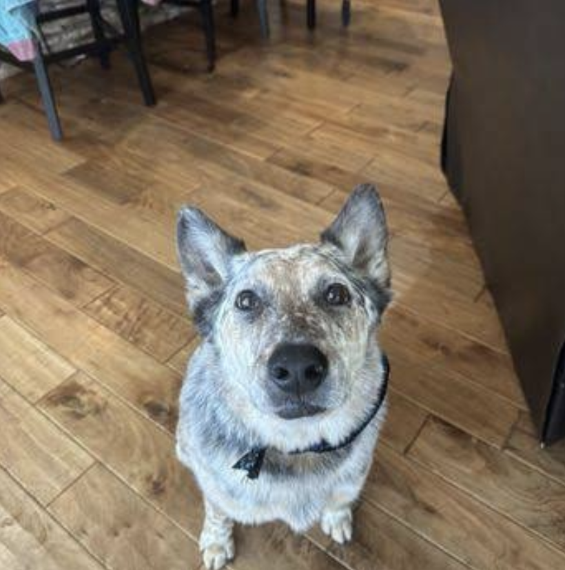 Gray dog sitting inside Prestige Pet Salon
