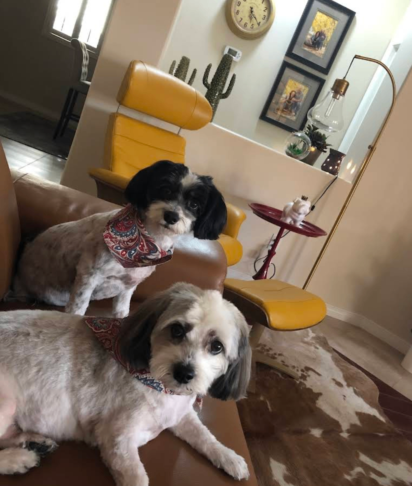Two freshly groomed dogs relaxing after a visit to Prestige Pet Salon
