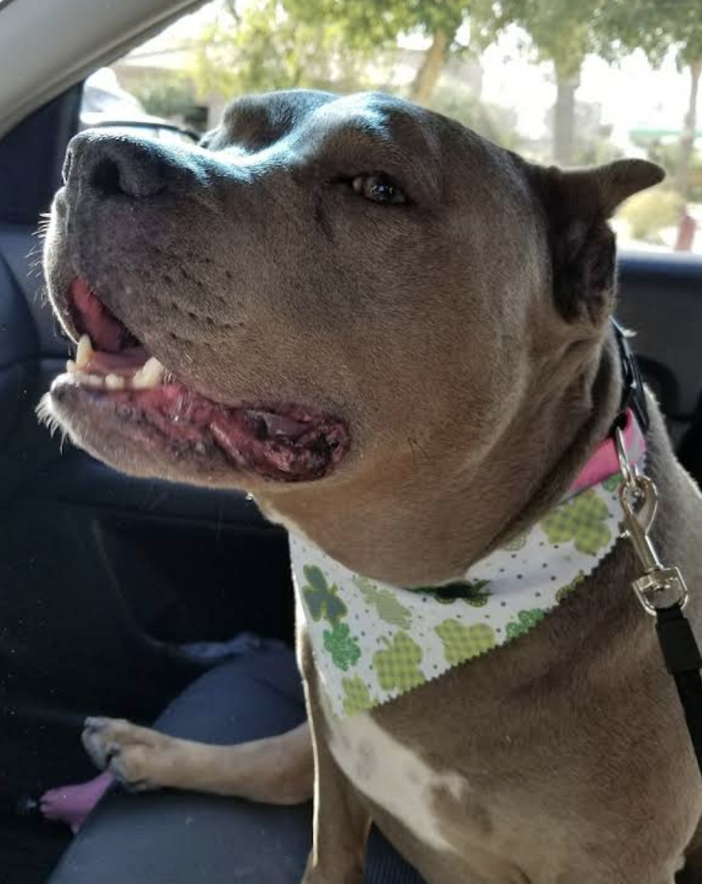 Freshly groomed dog wearing a green bandana after service